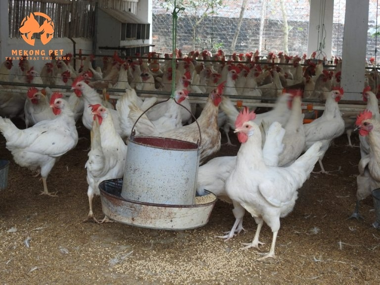 Gà ai cập trắng được nuôi với quy mô lớn, cung cấp trứng phục vụ cuộc sống con người